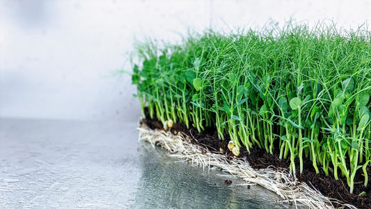 Advantages of MiracleMicrogreens™ (powdered microgreens) for Optimal Nutrition