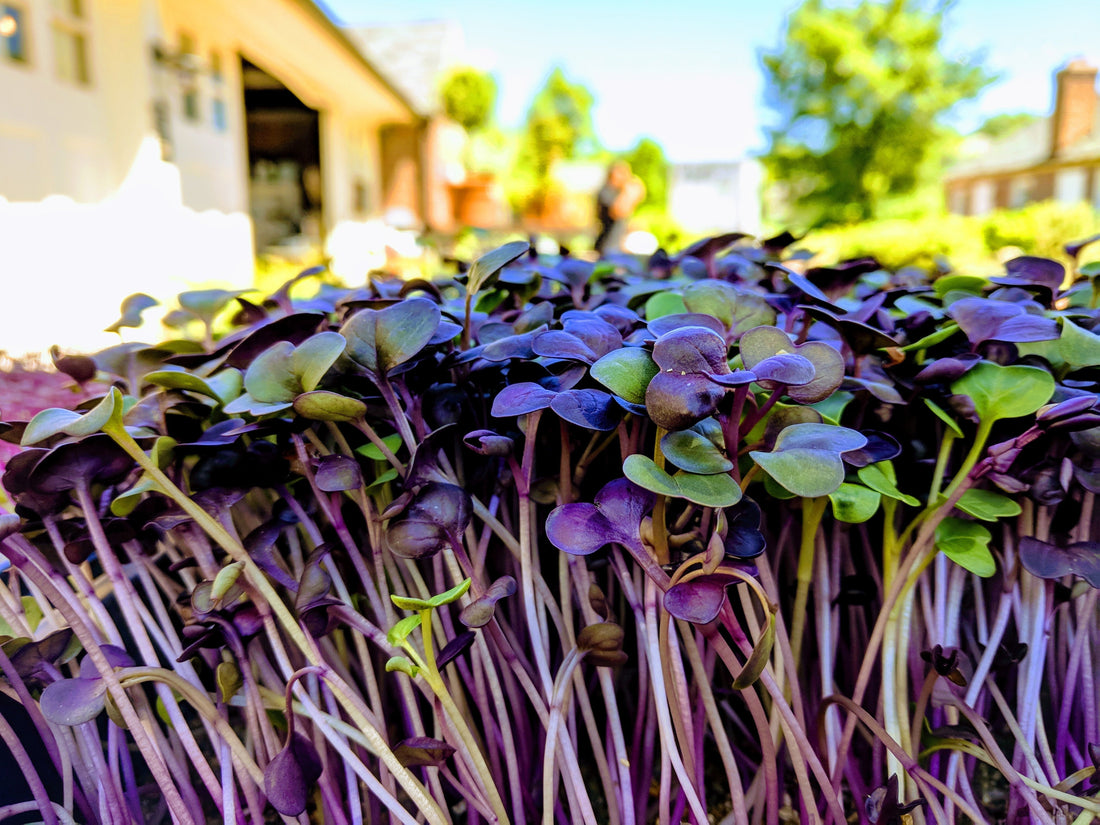 Microgreens: Tiny Plants, Major Nutrition and Beyond