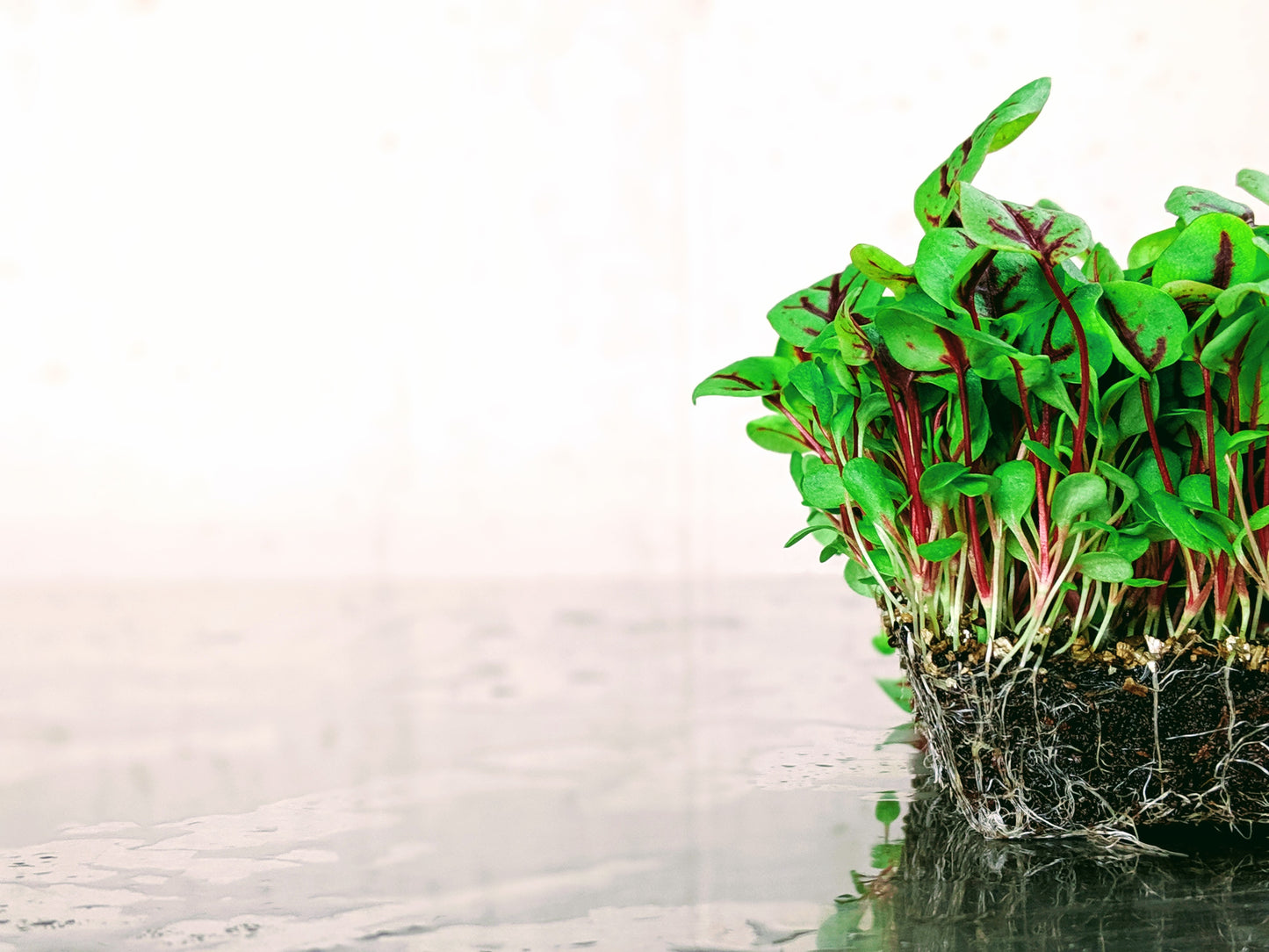 MiracleMicrogreens™