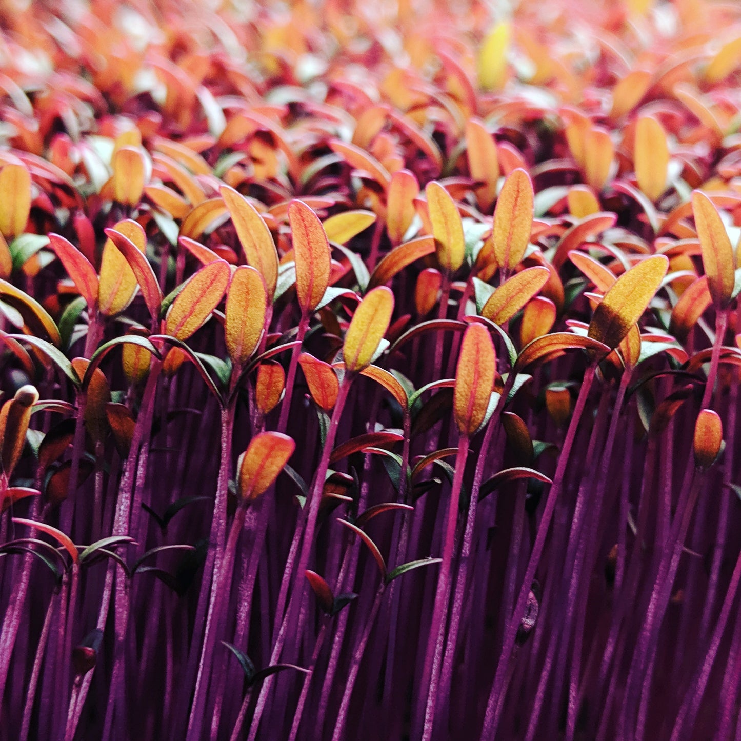 MiracleMicrogreens™