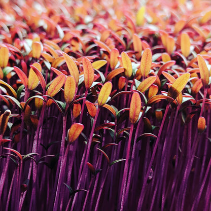 MiracleMicrogreens™