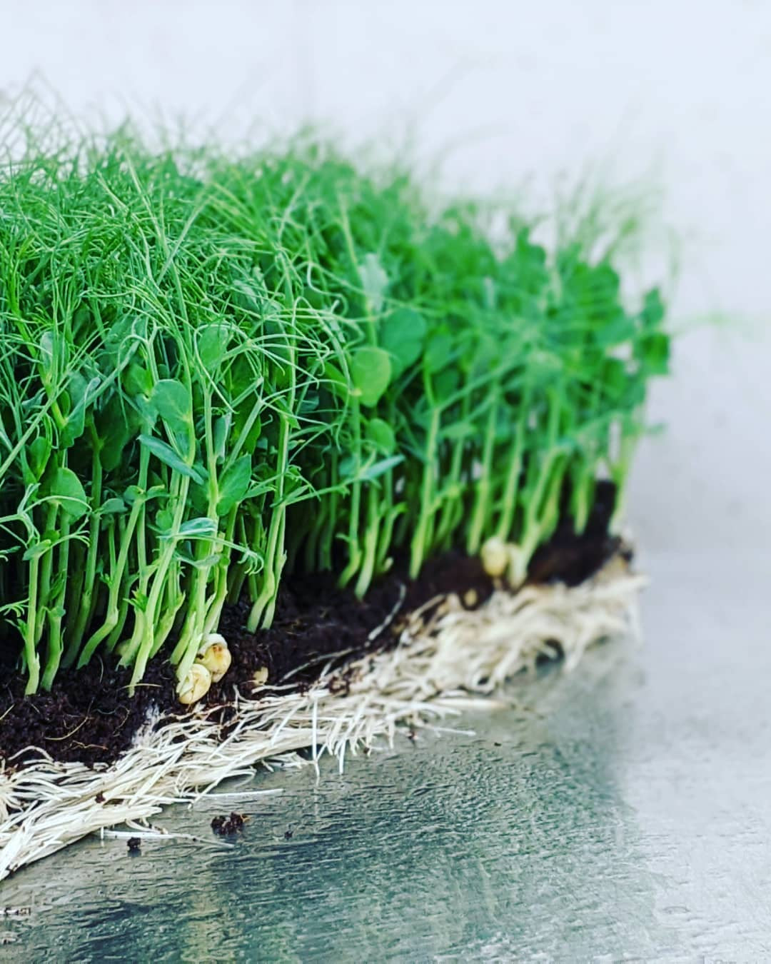 MiracleMicrogreens™
