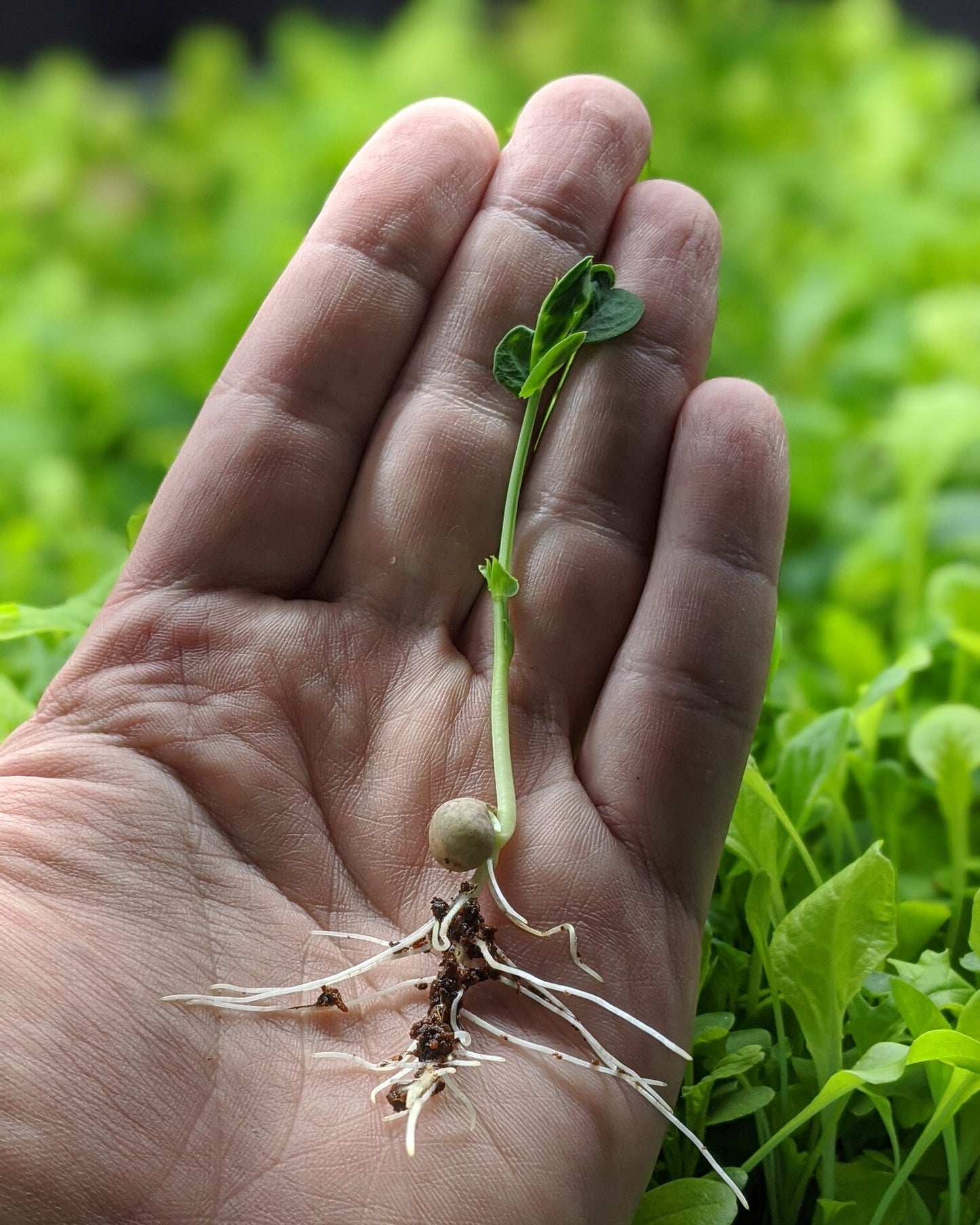 MiracleMicrogreens™