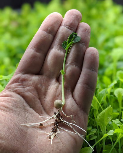 MiracleMicrogreens™
