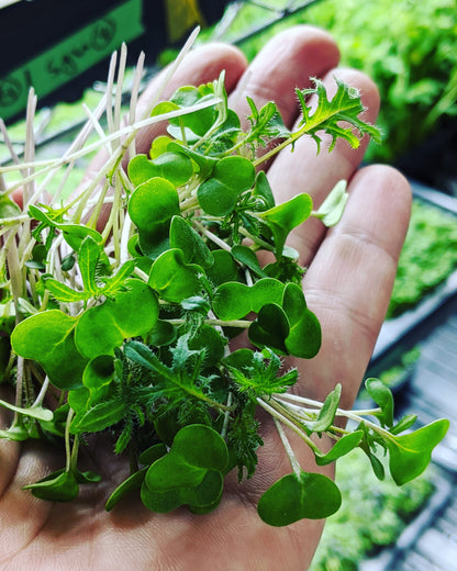 MiracleMicrogreens™